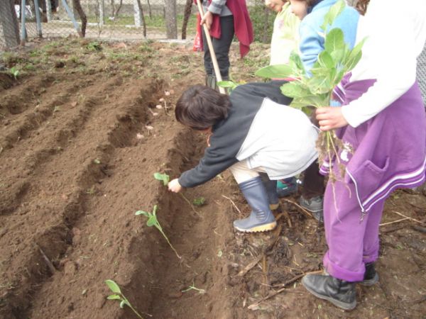Plantar_para_bem_alimentar.JPG