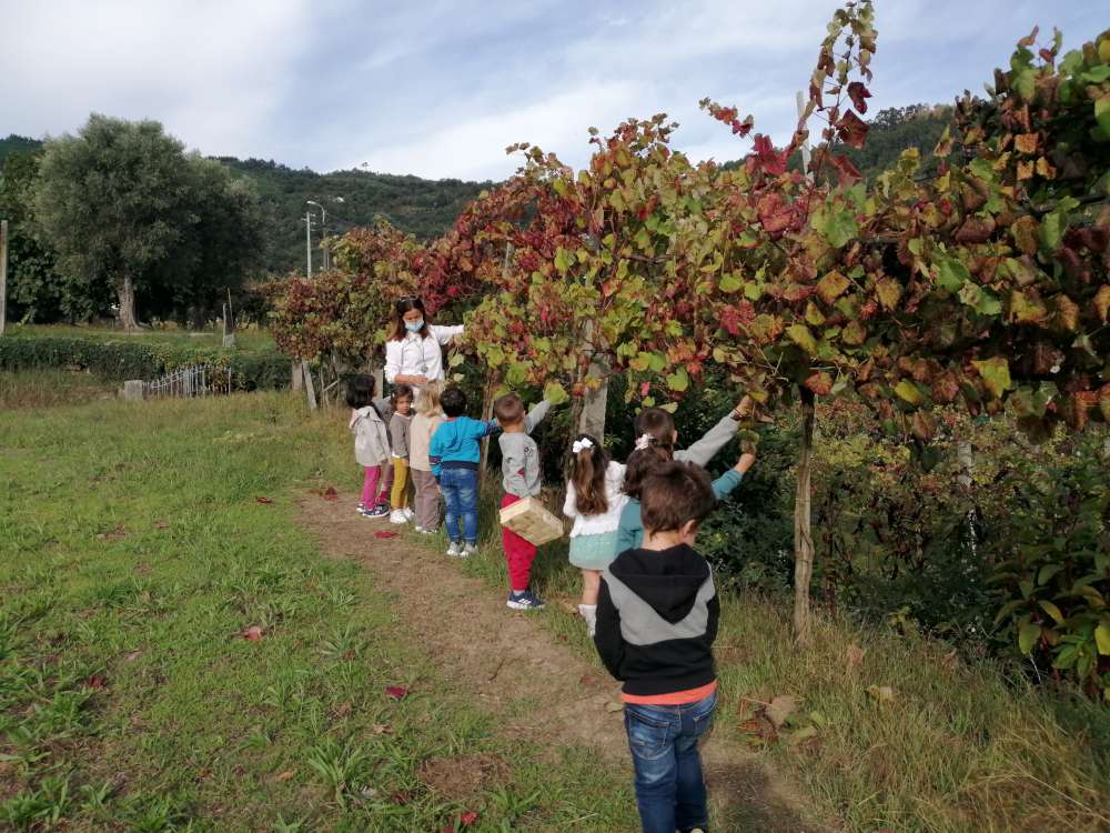 2109 vindima crasto04